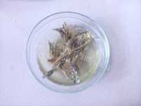 营养霸王花雪梨瘦肉汤做法图解2)