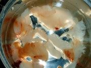 美味的黄瓜海拌蜇皮做法图解1)