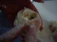 自己做的猪肉白菜包做法图解19)