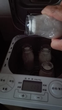 自制老酸奶