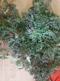 自己做的荠菜饺子做法图解1)
