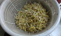 家常菜清炒黄豆芽做法图解2)