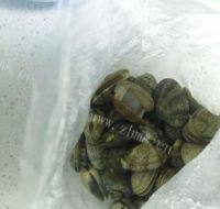 「美味可口」炒花蛤做法图解1)