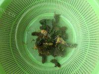 夏桑菊凉茶做法图解5)