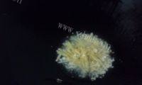 家常菜白灼小棠菜做法图解10)