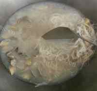 海鲜蛤蜊汤粉丝做法图解5)