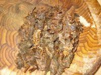 易做的梅干菜烧肉做法图解1)