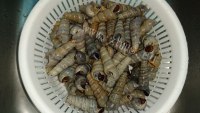 美味XO酱炒钉螺做法图解1)