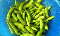 家常菜毛豆炒虾仁做法图解5)