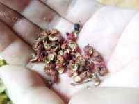 热腾腾的酸菜鱼做法图解7)