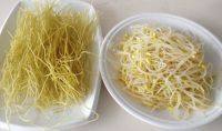 家常菜黄豆芽炒粉丝做法图解1)