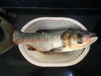 大锅炖鲢鱼的做法图解一