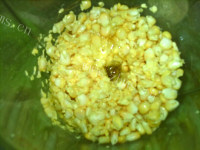 鲜美虾米疙瘩汤的做法图解二