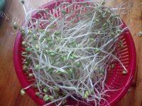 家常菜清炒豆芽做法图解1)
