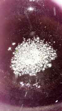 口感不错的蒜蓉小白菜做法图解3)
