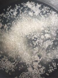 自制芒果西米露做法图解2)