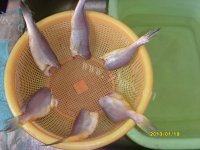 美味的黄鱼豆腐汤做法图解2)