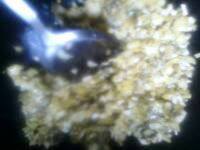开胃的炒酸菜