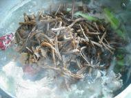 美味茶树菇猪肋骨做法图解9)