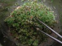 自己做的芹菜猪肉水饺做法图解5)