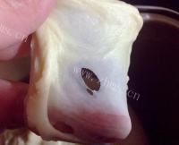 自制红豆吐司做法图解5)