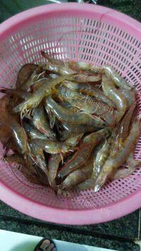 美味的白灼海虾做法图解1)