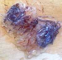 鲜香海蜇泡麻酱浴的做法图解二