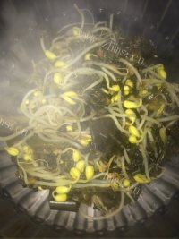 家常菜酸菜鱼做法图解5)