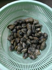 珍馐美味的炒花甲做法图解1)