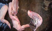 营养美食之香辣鸡翅做法图解1)
