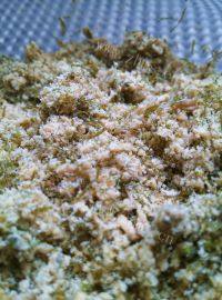 美味的苔条鸡肉松做法图解10)