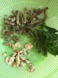 夏桑菊凉茶做法图解1)