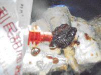 美味的酱香带鱼做法图解5)
