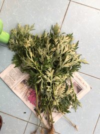 自制艾叶卷做法图解1)