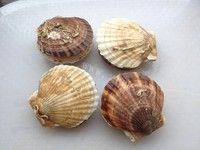 色味俱佳的蒜蓉粉丝蒸扇贝做法图解1)