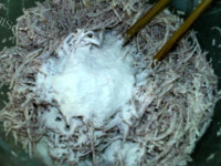 香煎芋丝饼做法图解7)