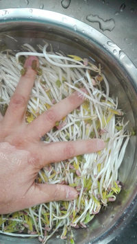 家常菜炝拌绿豆芽做法图解3)