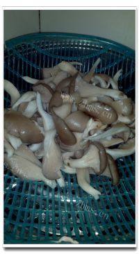 家常菜平菇炒肉片做法图解3)