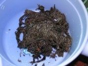 美味香椿煎蛋做法图解1)
