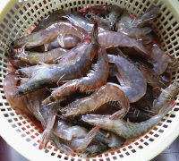 美味的盐水对虾做法图解2)