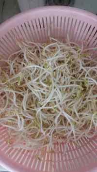 鲜香的素炒绿豆芽做法图解1)