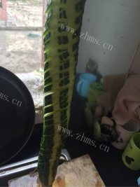 好吃的蓑衣黄瓜做法图解3)