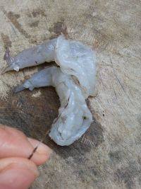 家常菜西兰花炒虾仁做法图解2)
