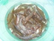 美味的水煮明虾做法图解2)