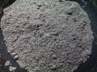 养颜的自制黑芝麻糊做法图解7)