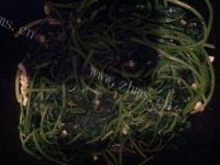 家常菜蒜香番薯叶做法图解9)