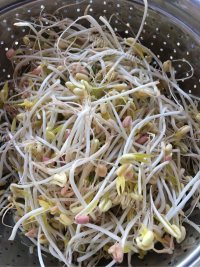 素炒绿豆芽做法图解1)