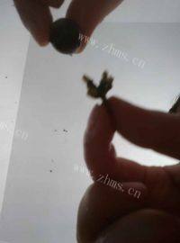 自酿葡萄酒做法图解5)