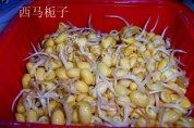 清炒黄豆芽做法图解1)