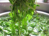 鲜嫩的荠菜饺子做法图解5)